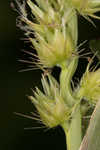 Southern sandbur